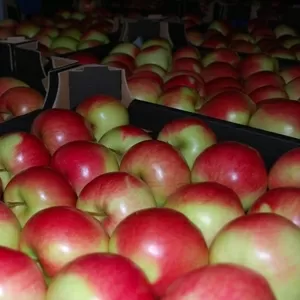 Яблоки оптом от производителя от 150 тг.