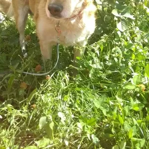Очень умная собака для хороших людей и охраны двора в Алматы