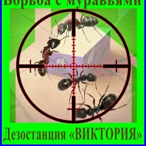 Как избавиться от муравьёв - услуги Уничтожение муравьёв в  Алматы