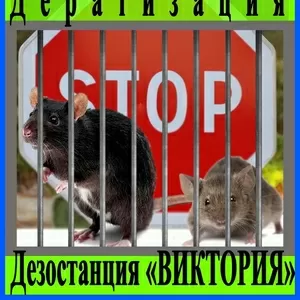 Дератизация (уничтожение грызунов) в Алматы Борьба с грызунами в доме