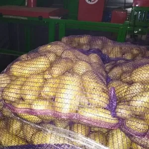 Купим картофель в Москве от 22 тонн партия.