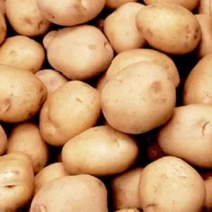 Картофель семенной оптом