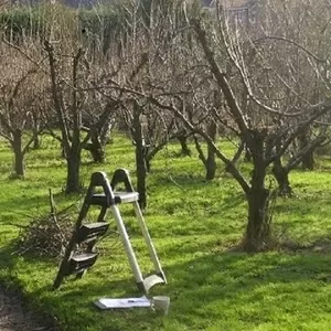 Обрезка плодовых деревьев.  Посадка саженцев.. 