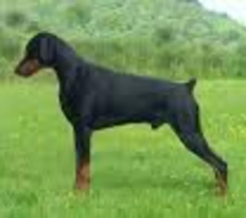 Продаю собаку не дорого! В городе Алматы! Звоним!