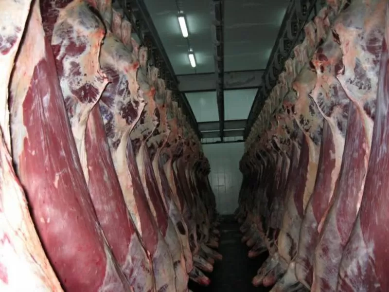Продам мясо конина,  говядина,  баранина