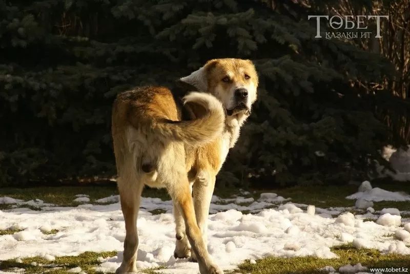 продам казахского тобета 2