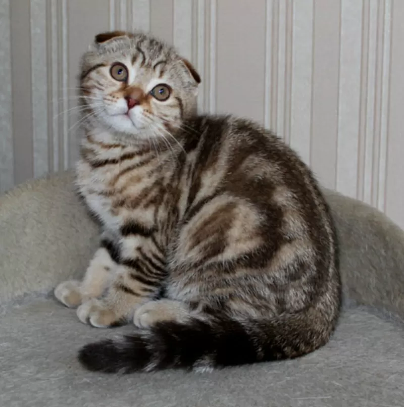 котик породы Скоттиш фолд (Шотландская вислоухая)