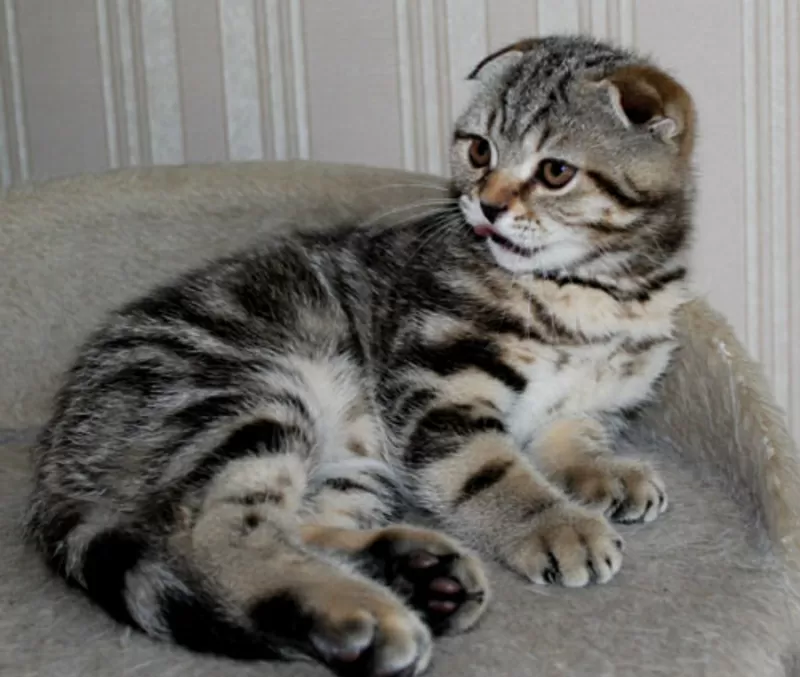котик породы Скоттиш фолд (Шотландская вислоухая) 2