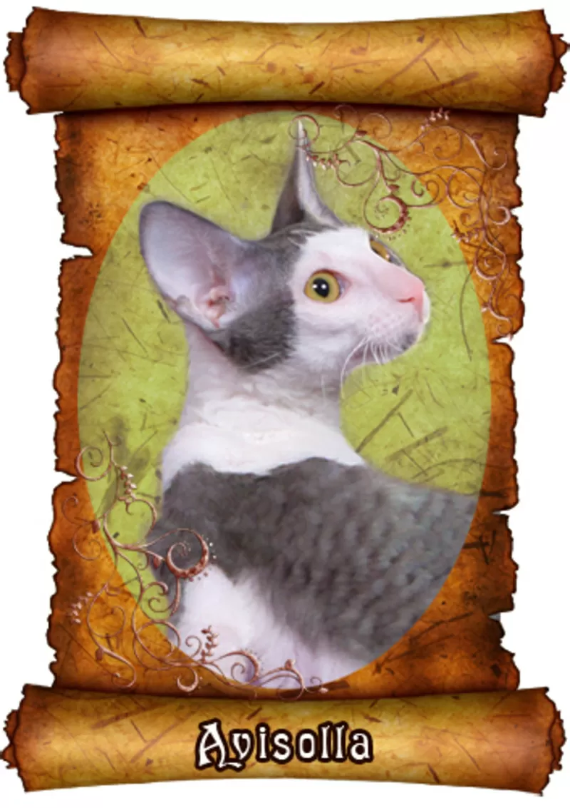 Зеленоглазый котик корниш-рекс 2
