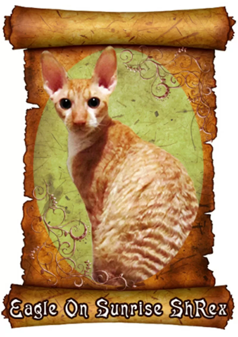 Зеленоглазый котик корниш-рекс 3