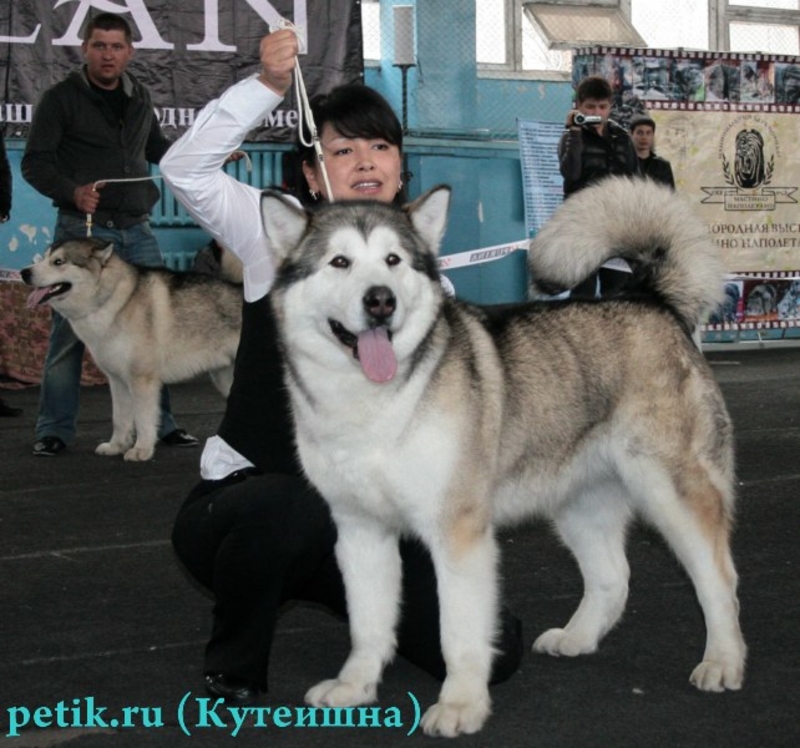 Купить Собаку В Алматы И Алматинской
