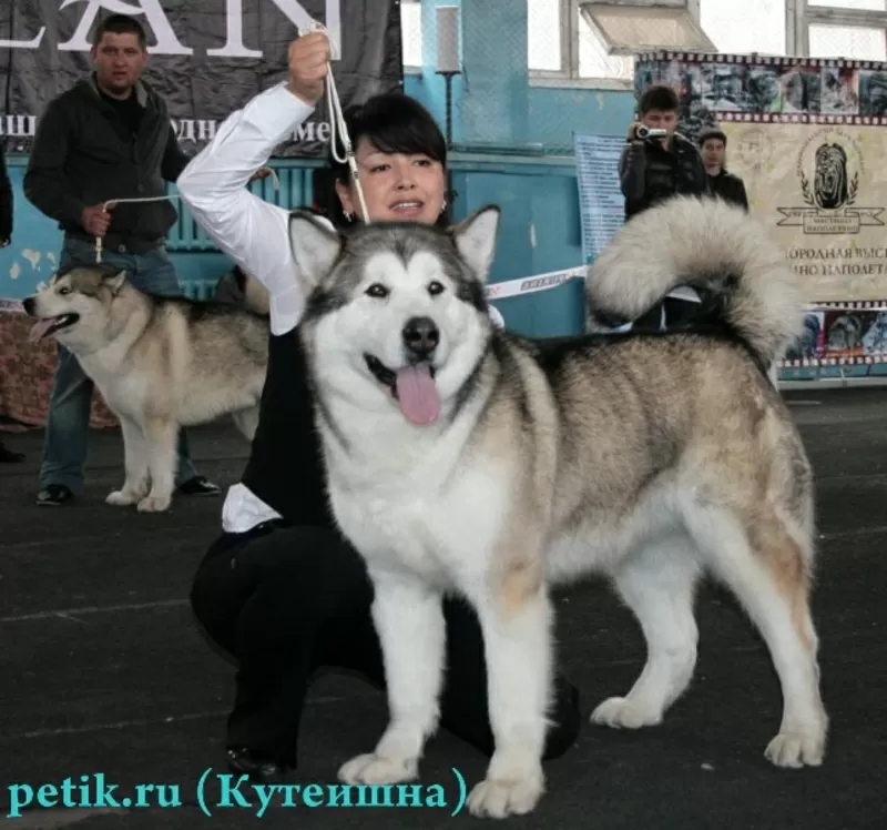 Щенки Аляскинского маламута. 5