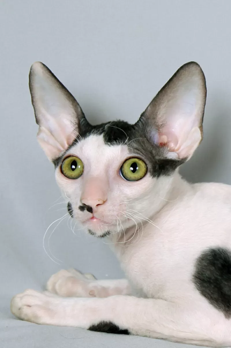 Зеленоглазый котик корниш-рекс 6