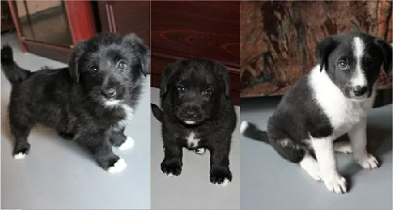 Щенки-звоночки, отдаю 