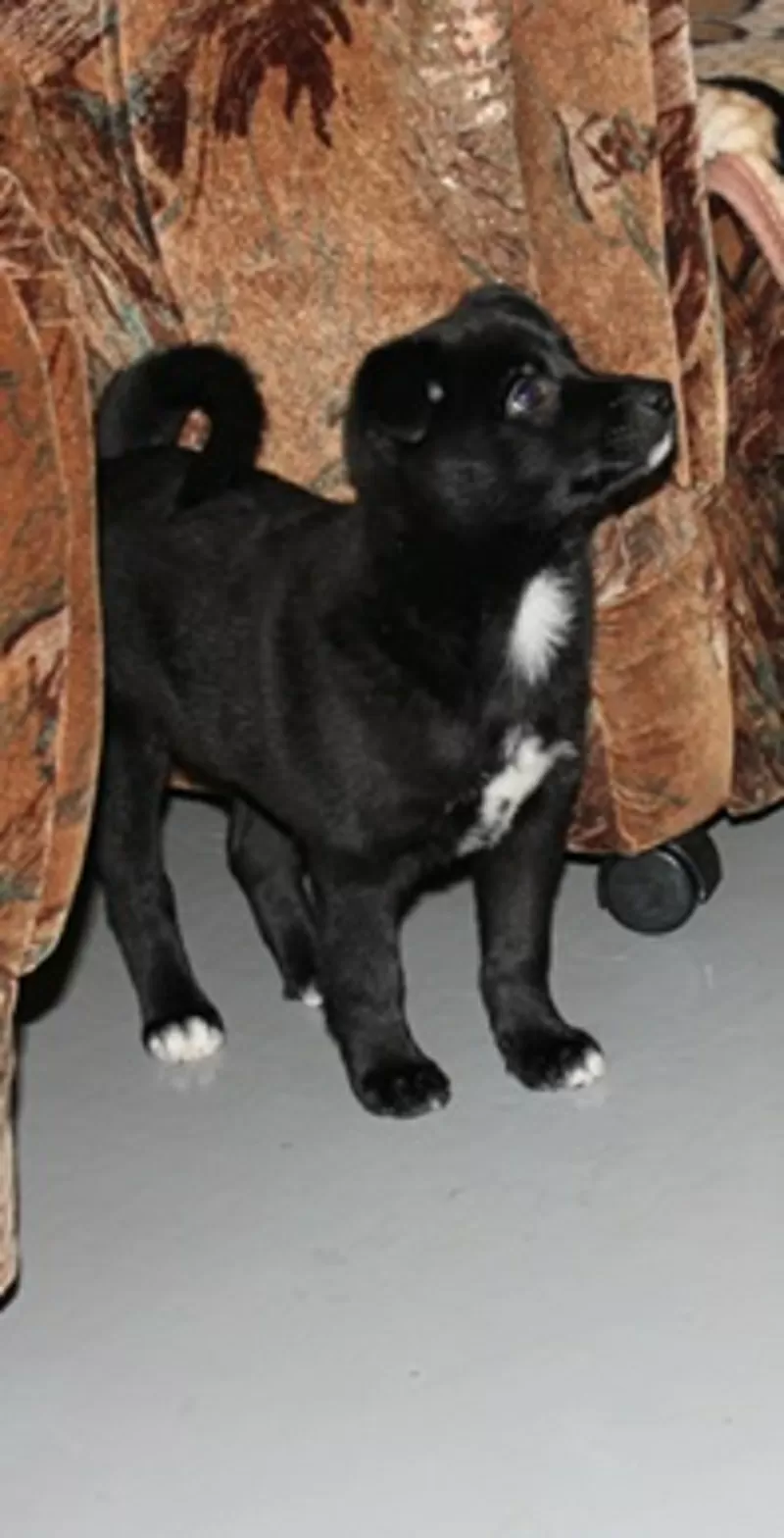 Щенки-звоночки, отдаю  2