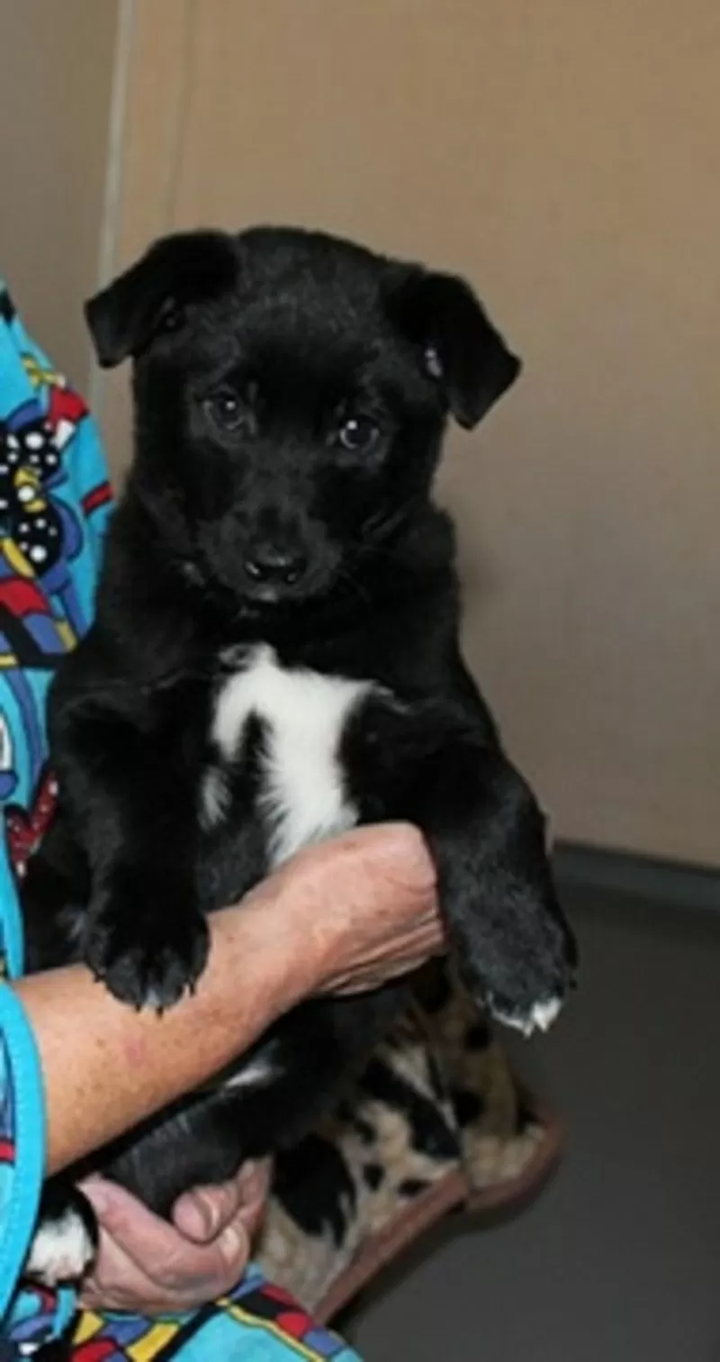 Щенки-звоночки, отдаю  3