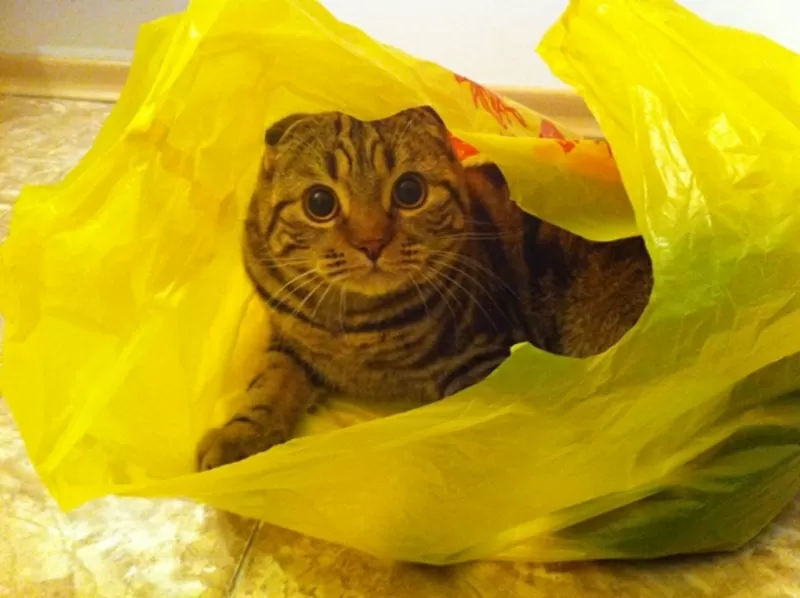 Scottish Fold Show  Class