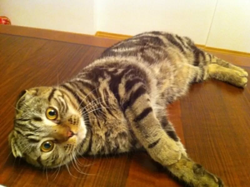 Scottish Fold Show  Class 3