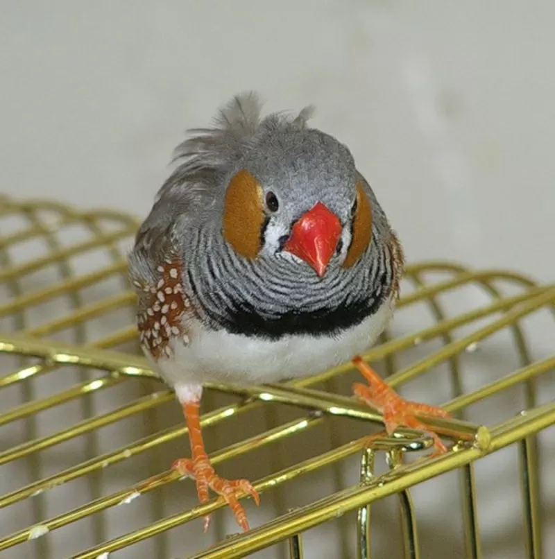 Продам 6 штук зебровых амдаин