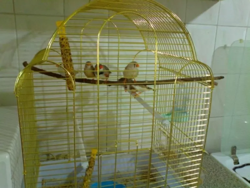 Продам 6 штук зебровых амдаин 2