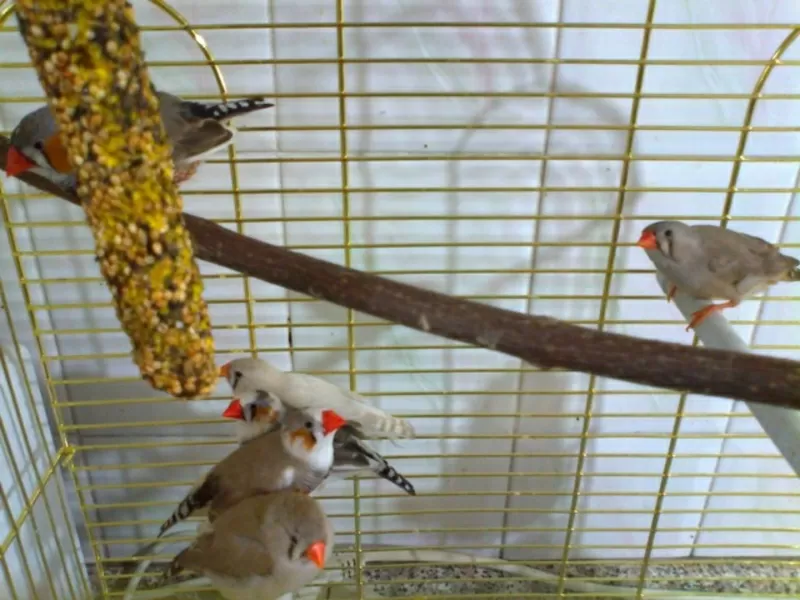 Продам 6 штук зебровых амдаин 3