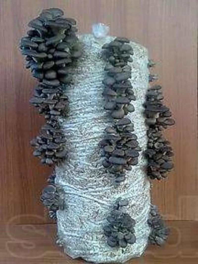 Ищу спонсора,  партнеров,  продам блоки вешенки,  мицелий,  консультации 