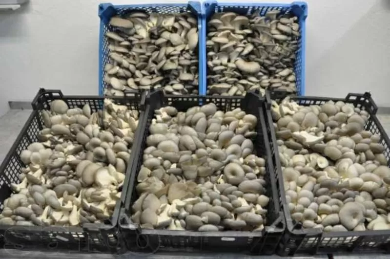 Ищу спонсора,  партнеров,  продам блоки вешенки,  мицелий,  консультации  2