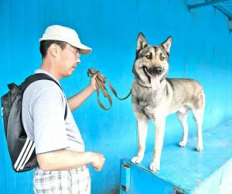 ПРОФЕССИОНАЛЬНАЯ ДРЕССИРОВКА СОБАК в Алматы