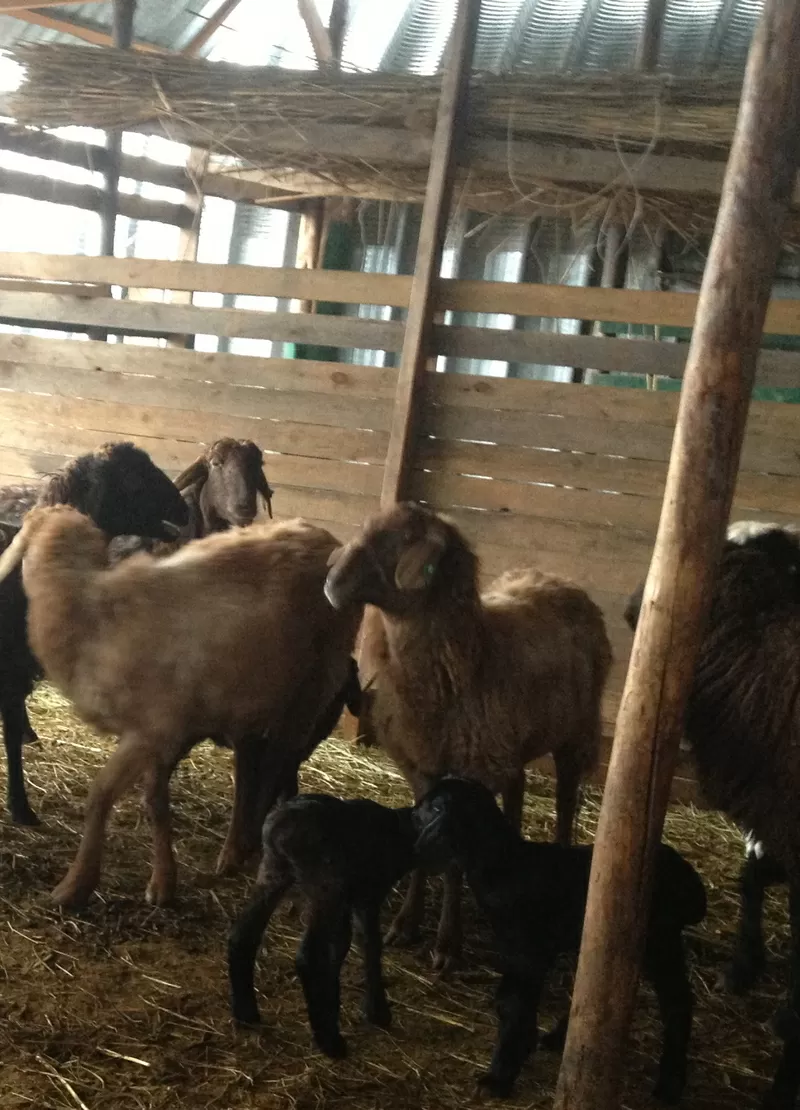 овцы и бараны гиссарских и эдильбаевских пород + козы