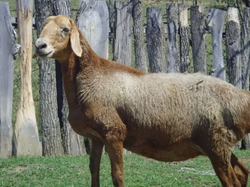овцы и бараны гиссарских и эдильбаевских пород + козы 2