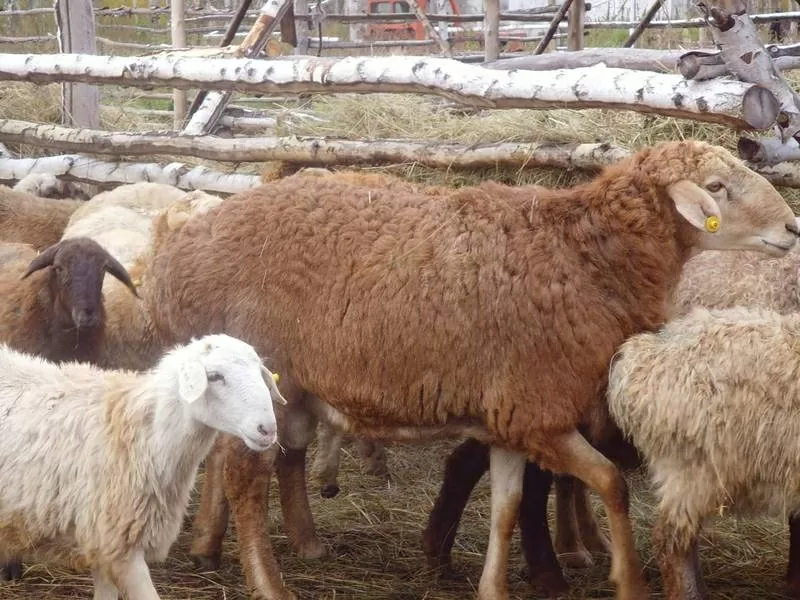 овцы и бараны гиссарских и эдильбаевских пород + козы 3
