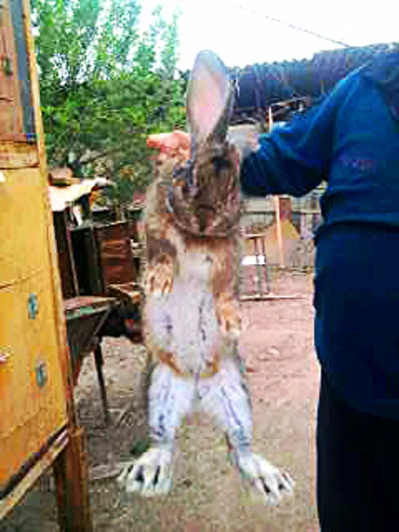 продам кроликов  8
