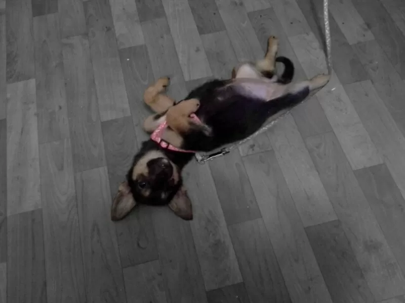 Отдам очень милого щеночка в хорошие руки. 6