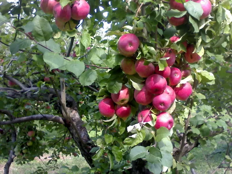 Яблоки Апорт Зимний лимон