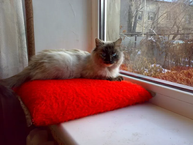 найдена невская маскарадная кошка