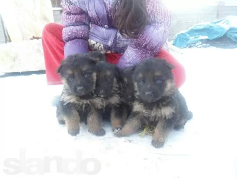 срочно продам чистопородных щенков немецкой овчарки цены снижены 2