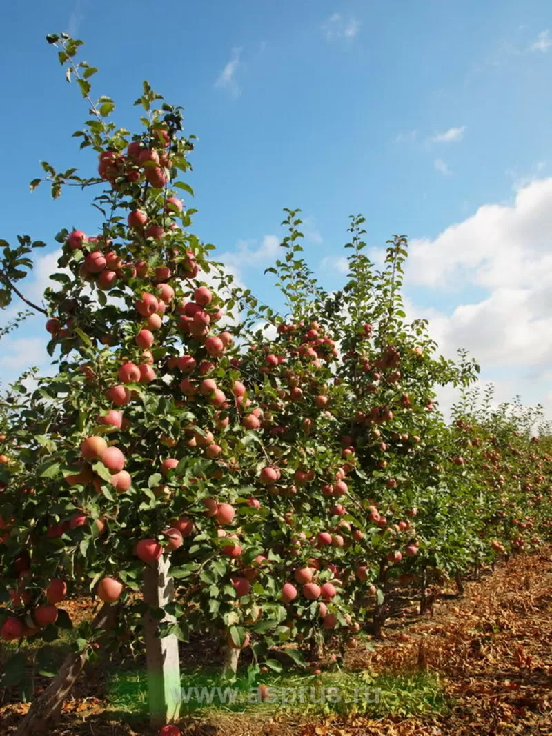 Продам саженцы плодовых культур из Европы в Казахстане 