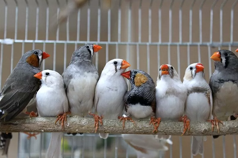 В продаже многообразие птиц