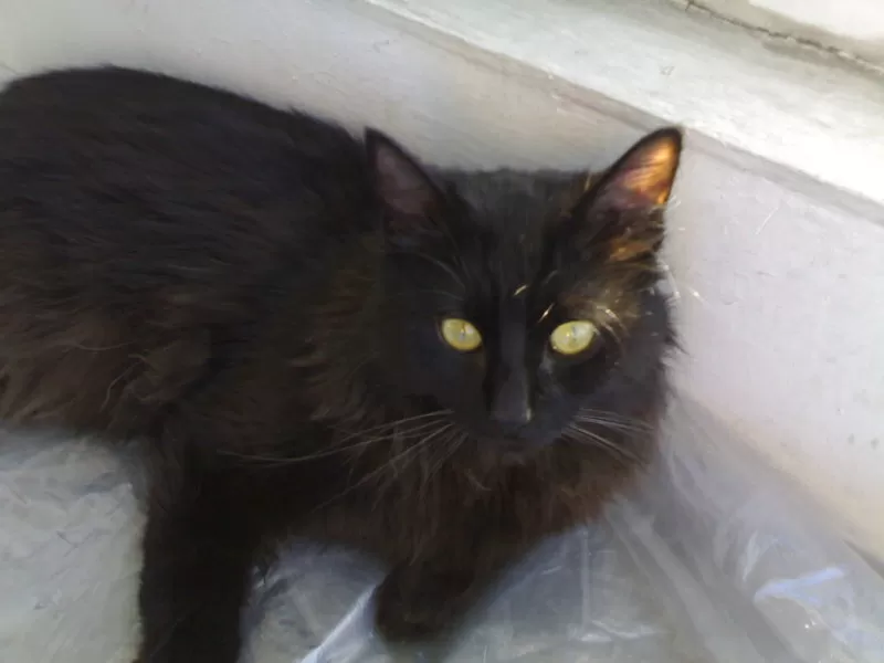 Отдается шикарный черный кот. 2