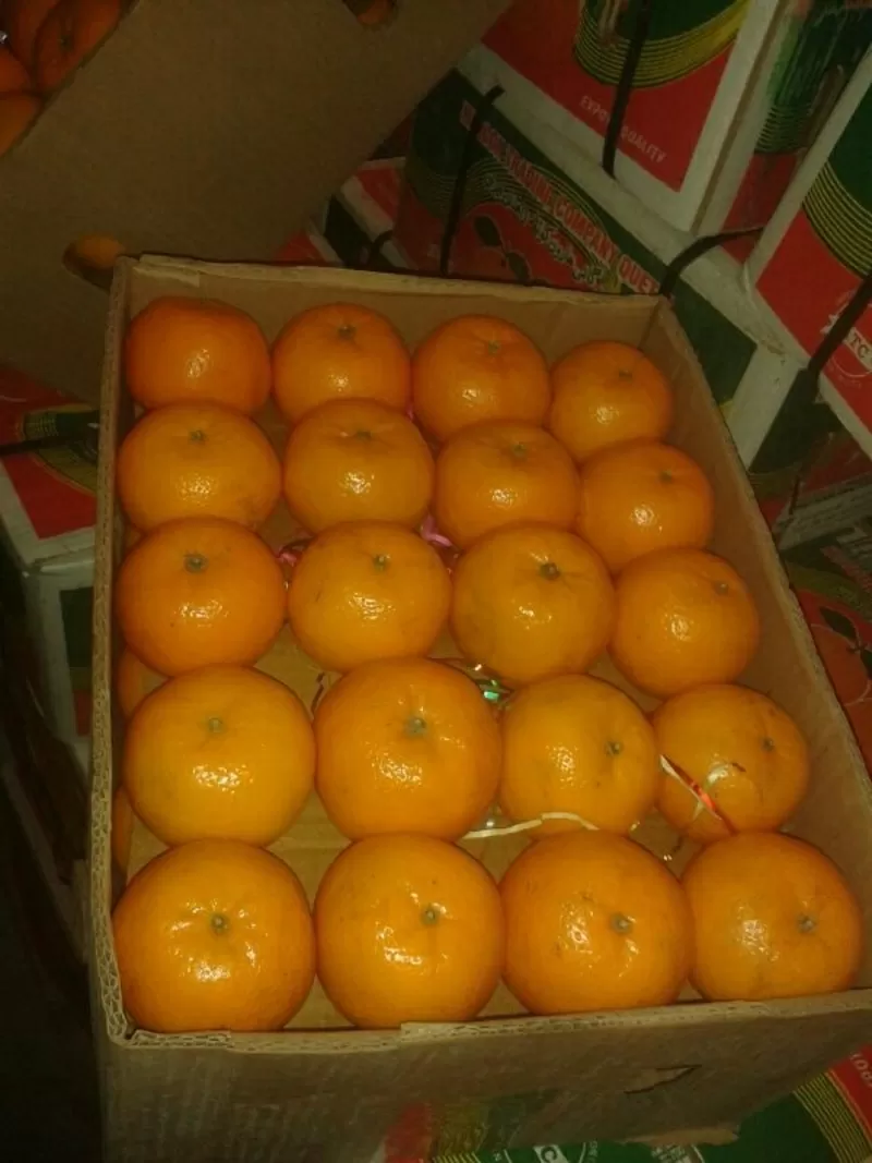Овощи фрукты оптом. Доставка по всему Казахстану и странам СНГ. 2