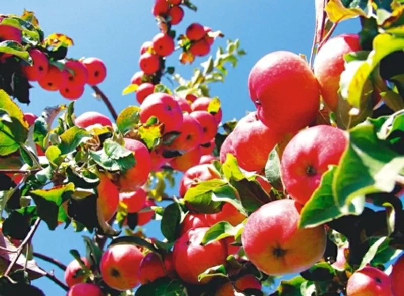 Яблоки европейских сортов выращенные в Алм.области,  оптом