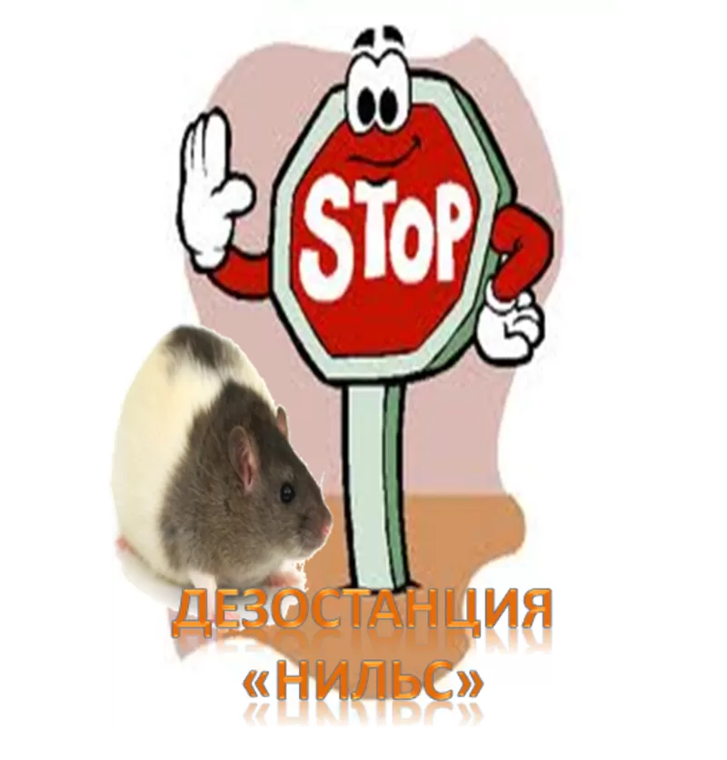 Борьба и уничтожение крыс в Алматы и Алматинской области