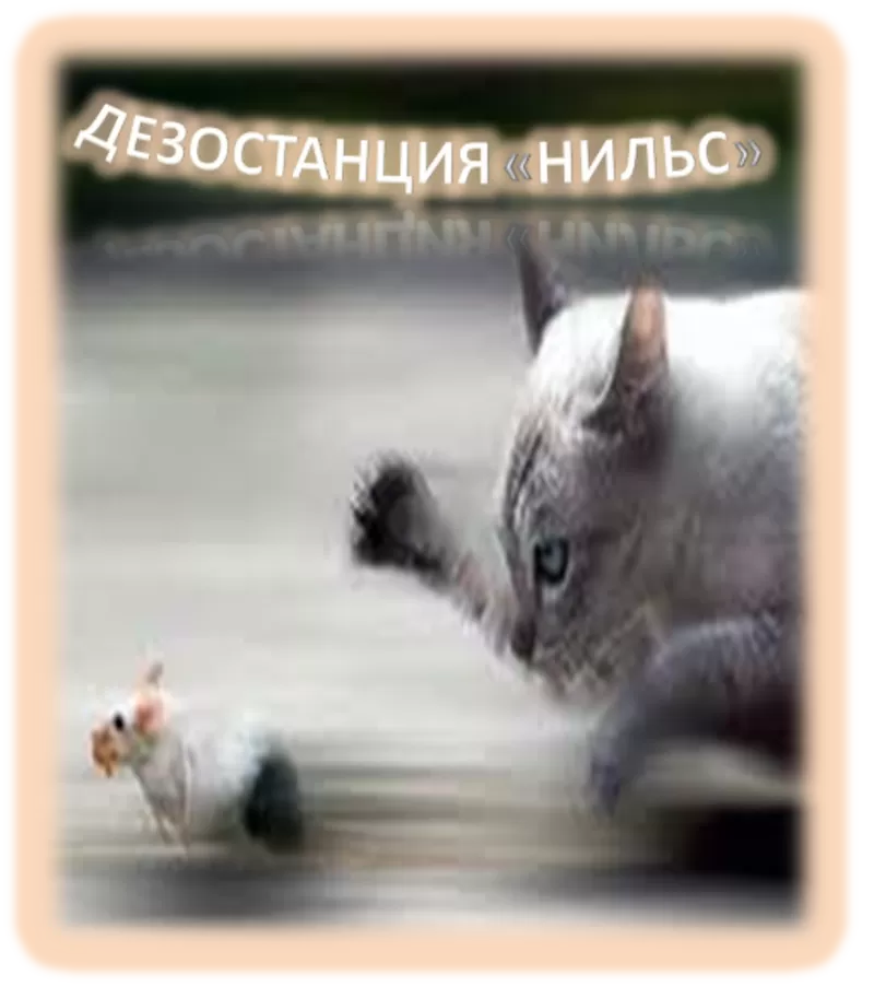 Борьба и уничтожение мышей в Алматы и Алматинской области