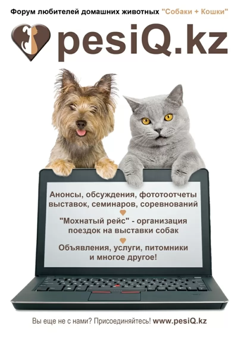 Собаки + Кошки - Форум любителей домашних животных 