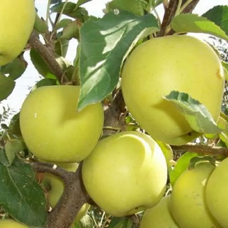 Куплю яблоки, груши,  cухофрукты  в Алматы 200-500 кг в день,  1-3 тонны в неделю. Самовывоз 2