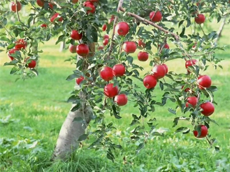 Куплю яблоки, груши,  cухофрукты  в Алматы 200-500 кг в день,  1-3 тонны в неделю. Самовывоз 3