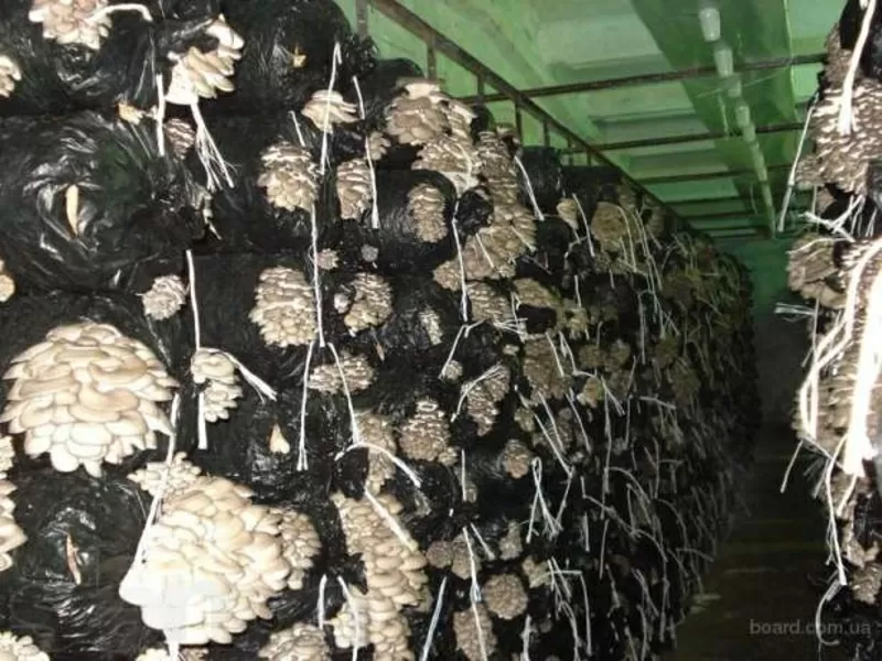 Организую производство по выращиванию грибов ( вешенки)  2
