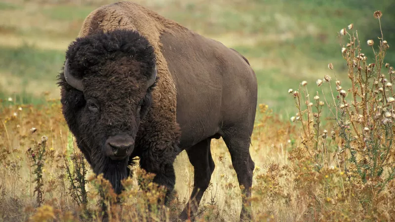 BISON. Оригинальная,  высококачественная одежда и обувь из США и Европы.