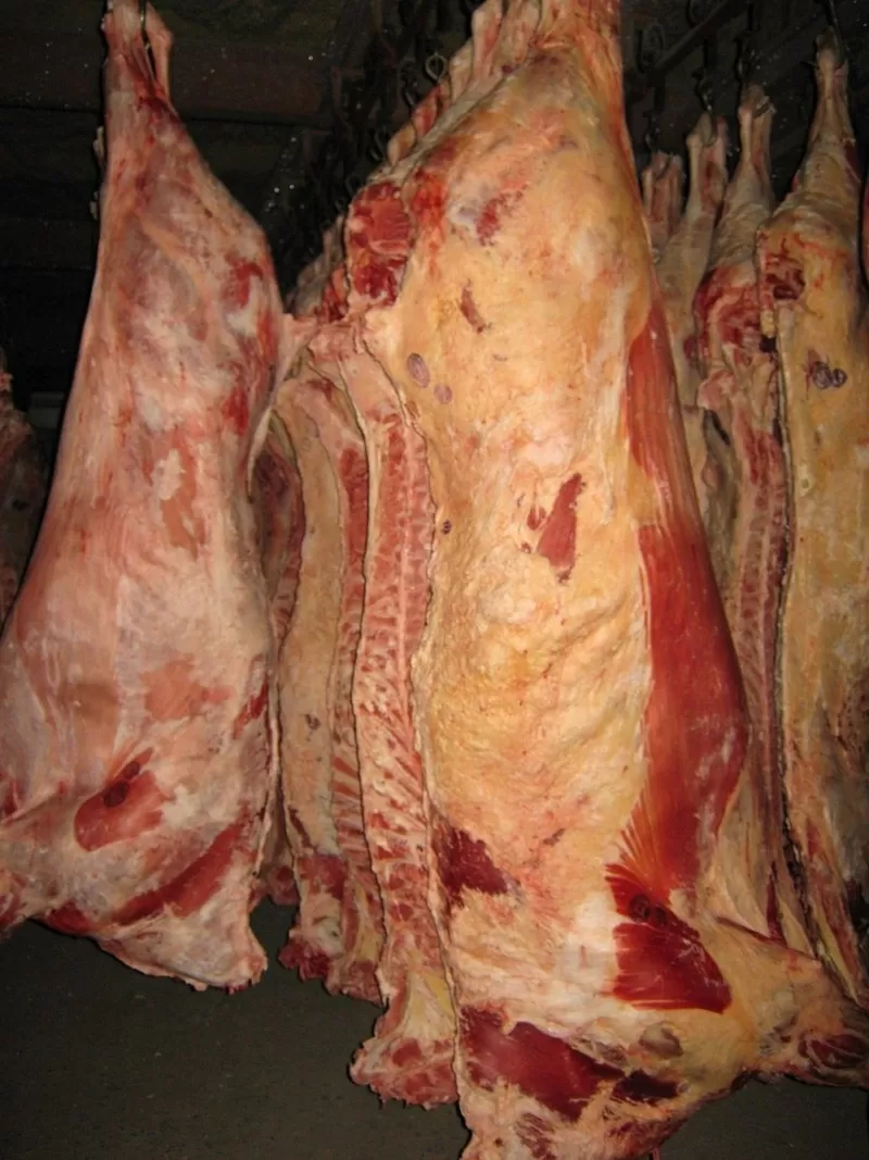 Мясо говядины и конины на согым продам 2