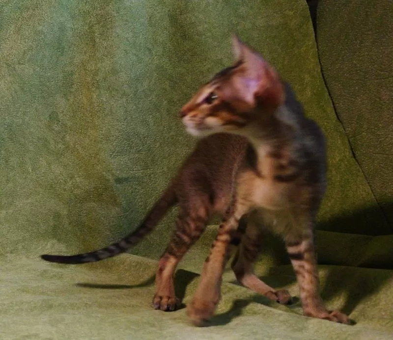 Ориентальный котёнок из питомника 